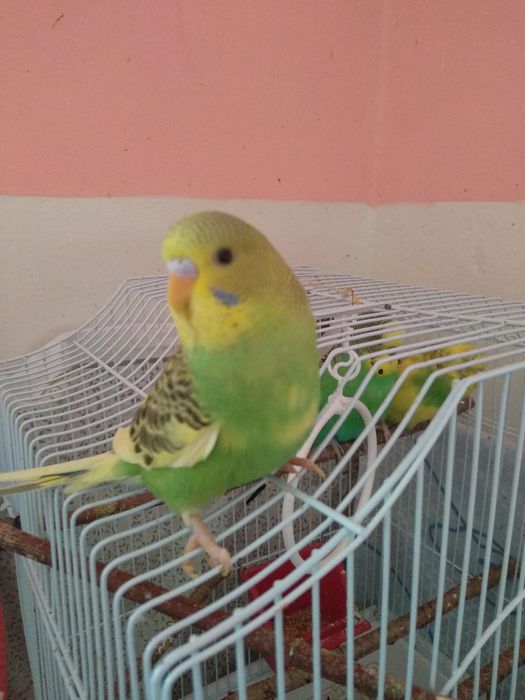 Peruși crescuți liberi