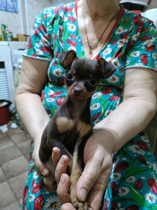 Продам той терьера. Девочка