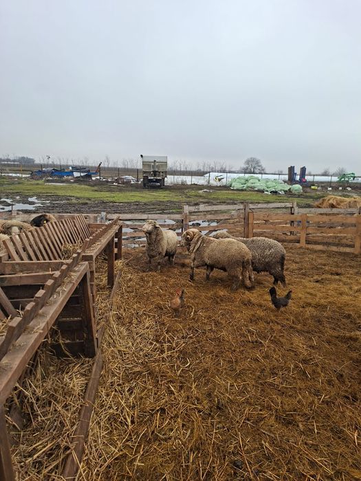 Vând Berbeci  Merinos și Cărăbași