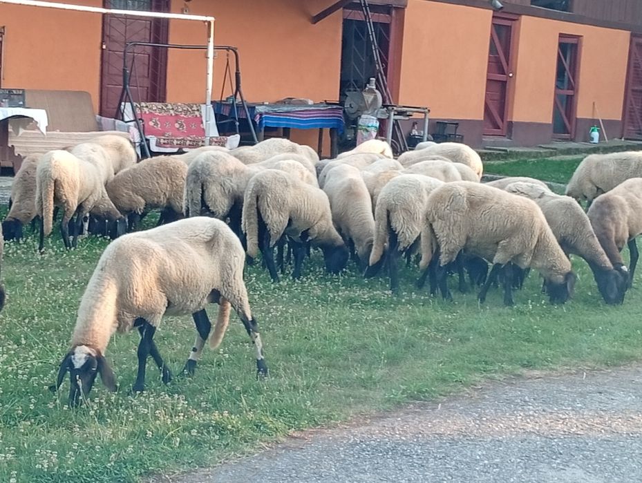 vand oi carabasi sarbesti