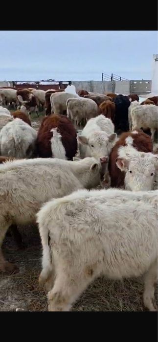 Телочки племеные