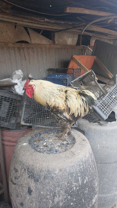 Cocoși din ouă verzi si românești