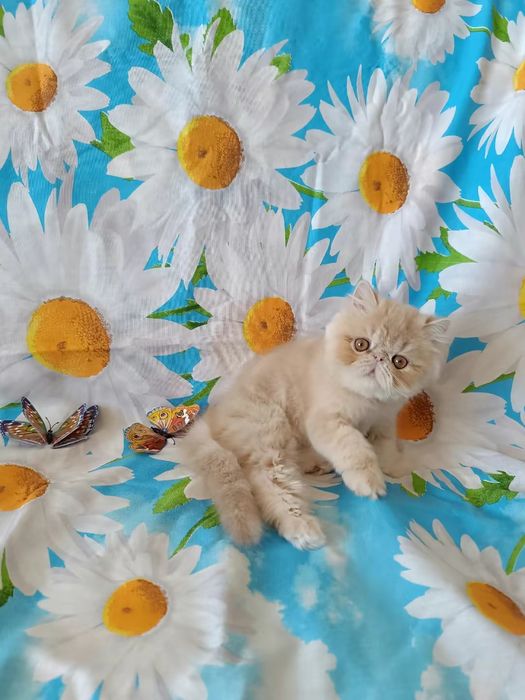 Котенок перс мальчик