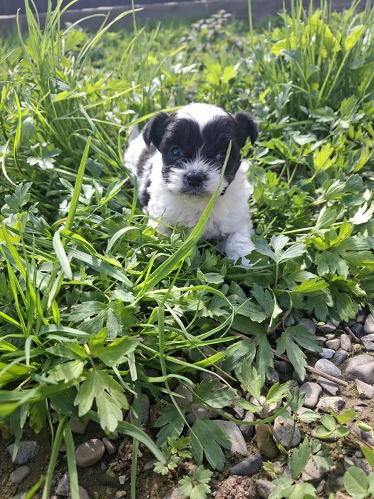 Băiețel/Fetiță Shih Tzu