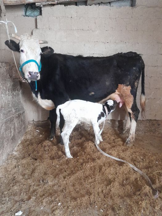 Сыиыр бузауымен с