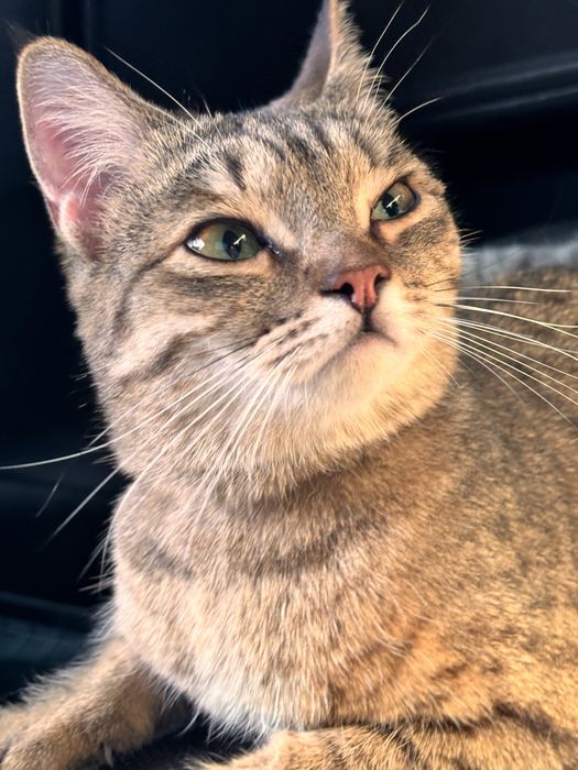 Отдам кошек в добрые руки