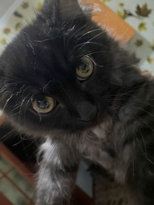 Отдам в хорошие руки котенка