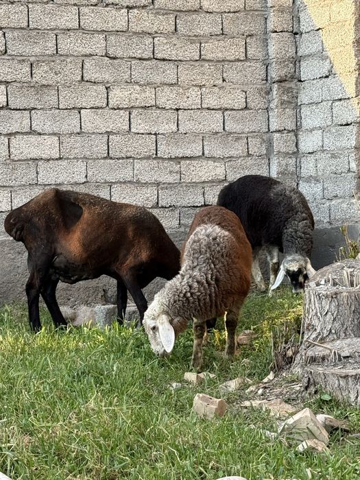 Она бола куй егзак 4 ойдан ошди боллари
