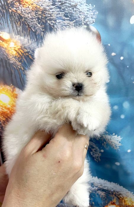 Щенки померанский шпиц