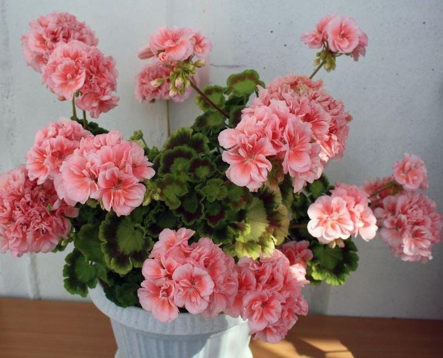 Пеларгонии сортовые