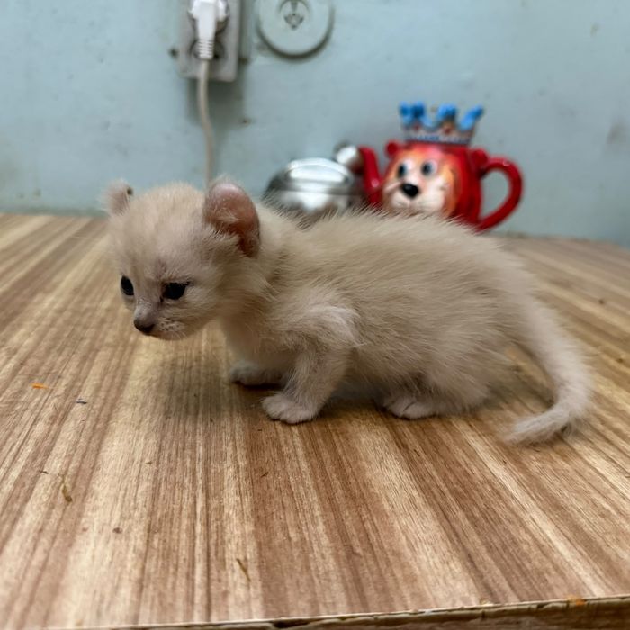 Бронируются котята эльфики