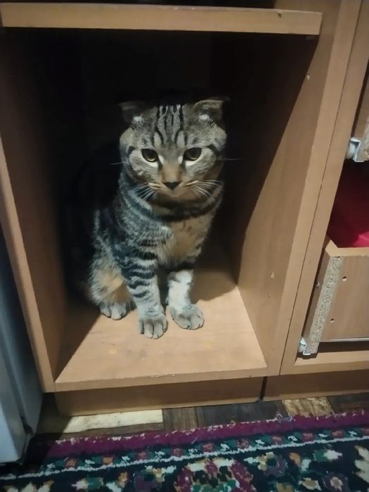 Отдам Даром Кота