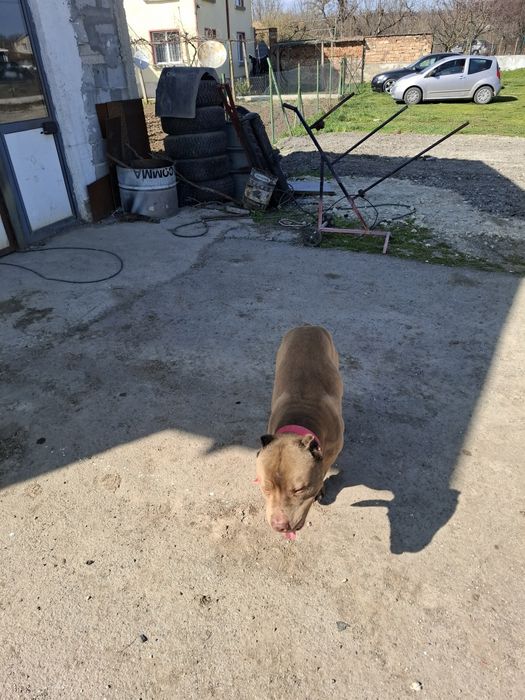 Стафорчески  териер