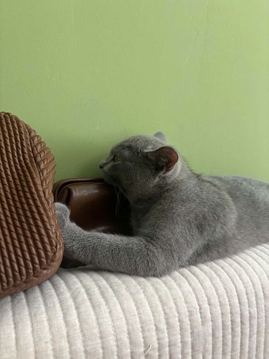Свободно мъжко британче