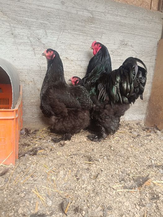 Черная брама 1+2