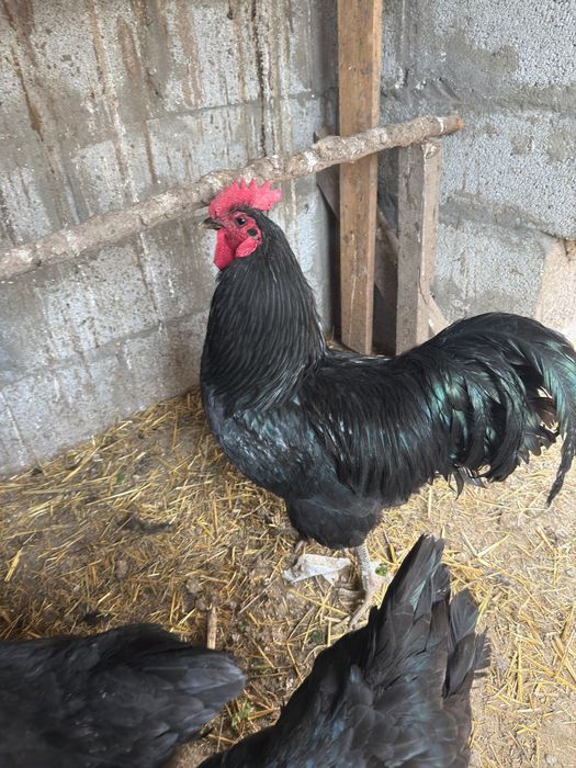 Петух Австролоп черный 1,5