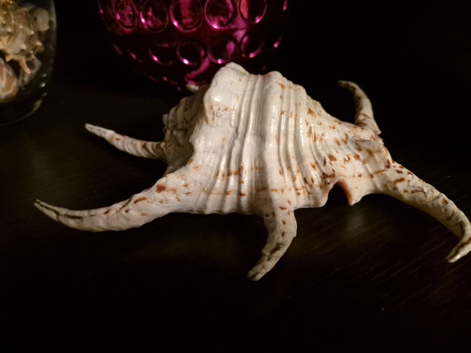 Ракушки разные разные