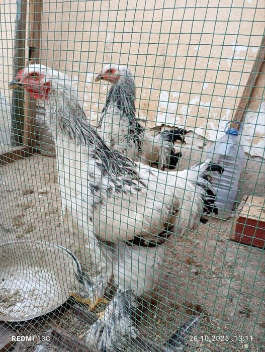 Brama Tovuq va Xorozlar sotiladi