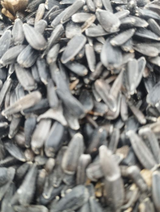 Продам семена подослнух