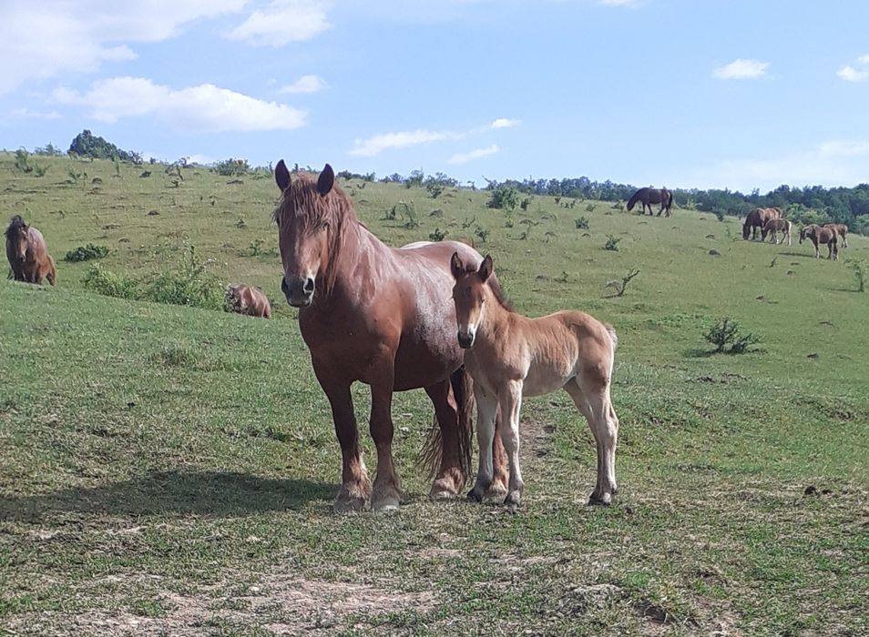 Vând iapă 7 ani cu mânză de 1 luna