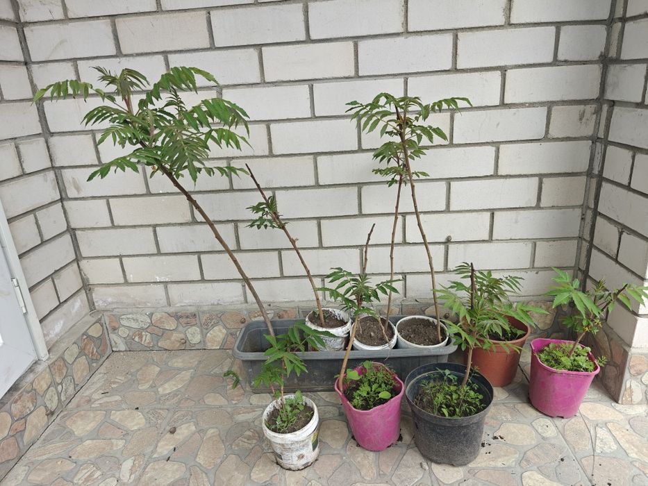 Продам саженцы  дерева сумак.