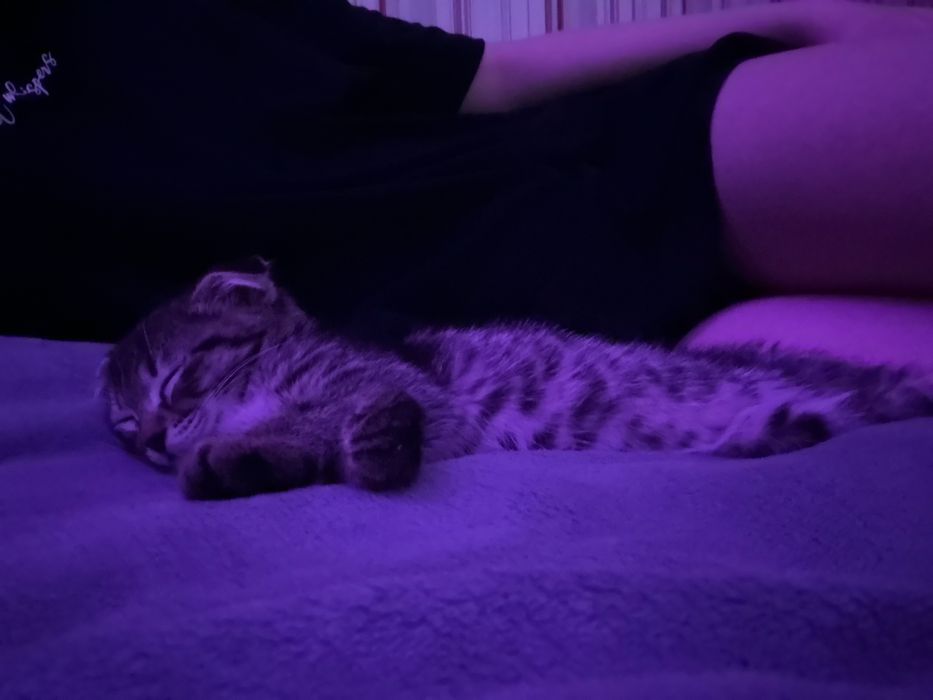 Котенок,3 мес,вислоухая,девочка