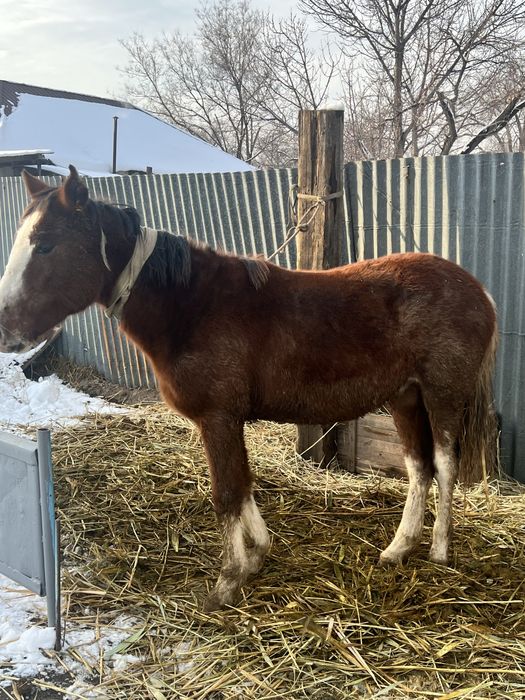 Продается Кунан