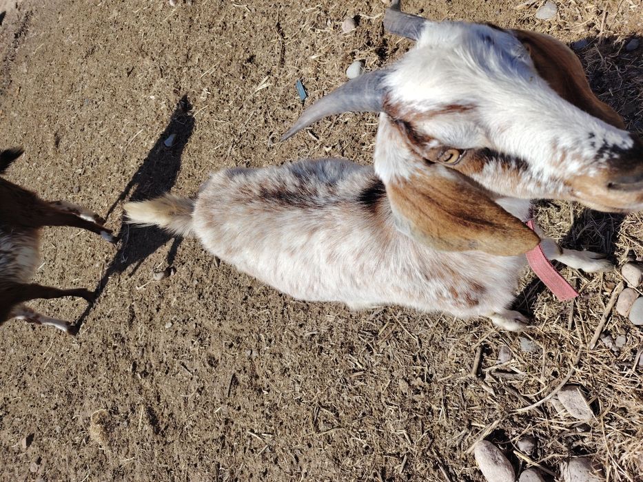 Продам молодую козочку