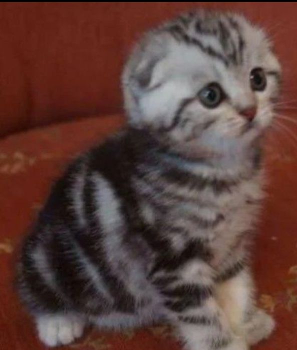 Котята фолды и страйт