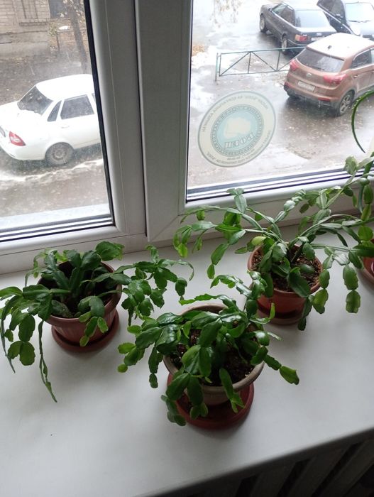 Продам декабрист розовый.