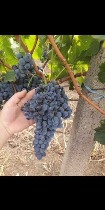 Butasi de vita de vie de anul 2 și de 3