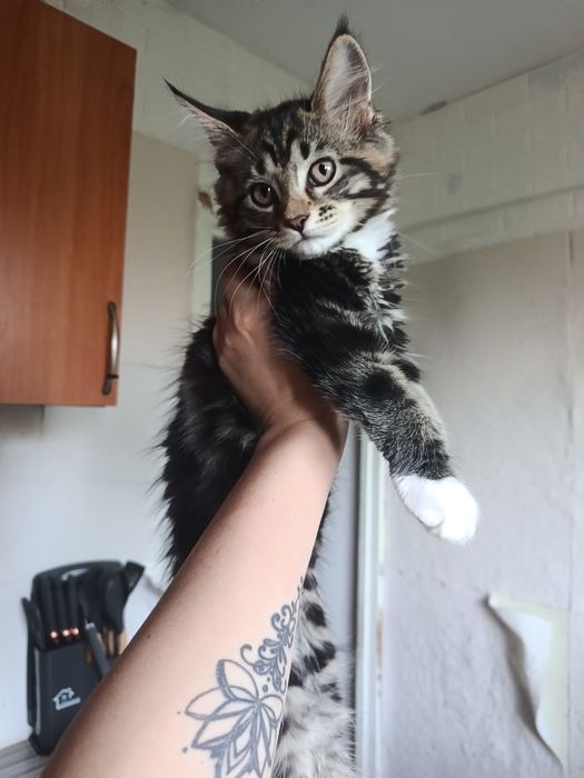 Милейшие  котята