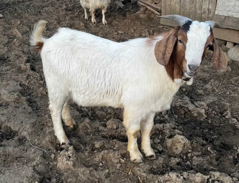 Vand iezi si tapi rasa Boer