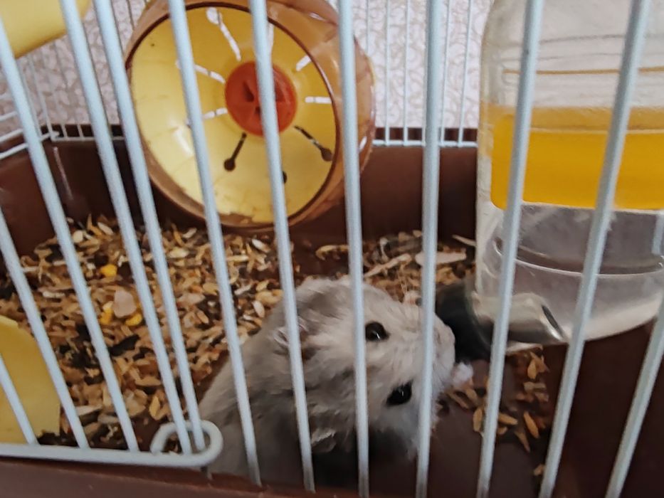 Королеский попугай и хомяк
