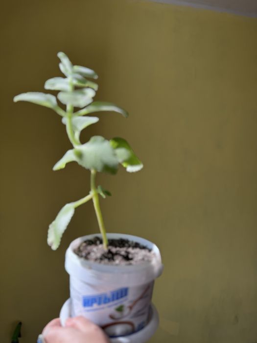 Мята комнатная молодая