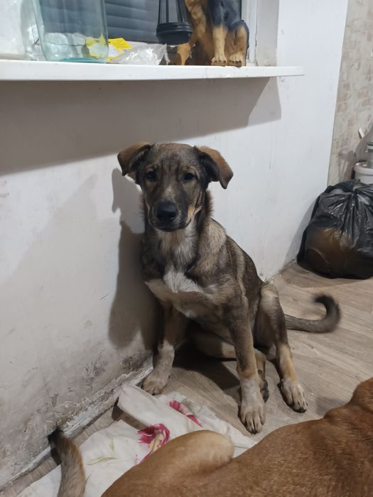 Отдам в очень хорошие ручки