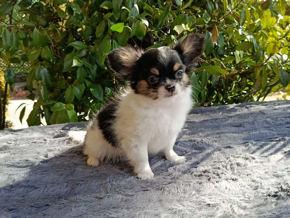 Дългокосместо чихуахуа