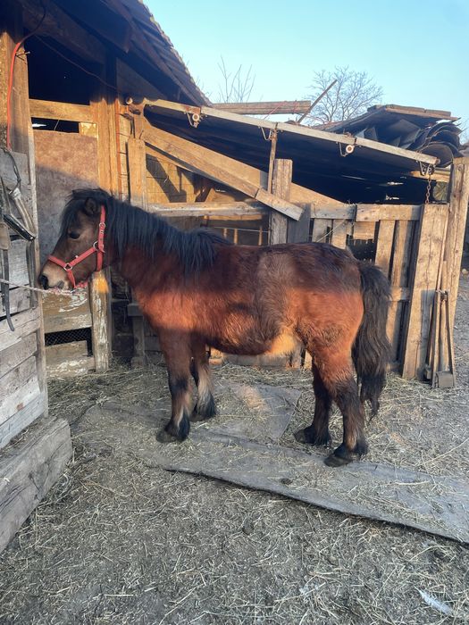 De vânzare poneița gasdanda