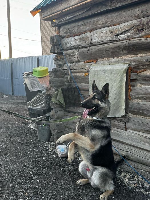 Кобель вео вязка