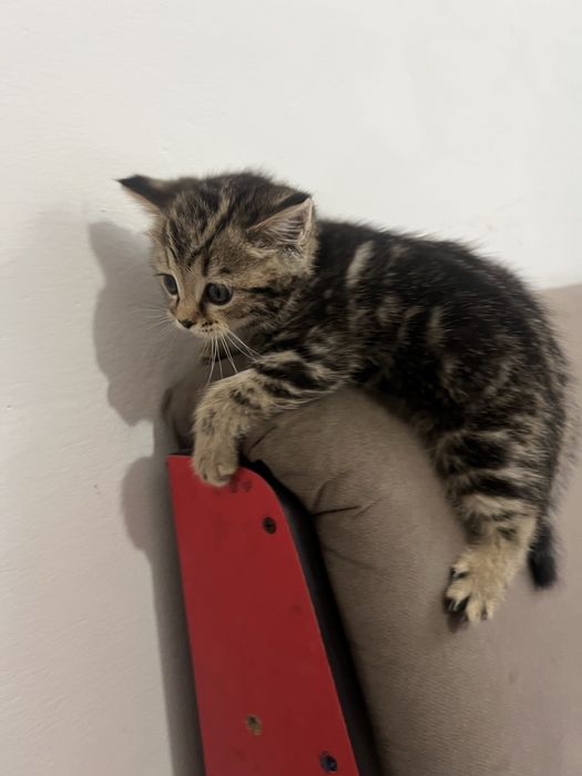 Мраморный британец котёнок