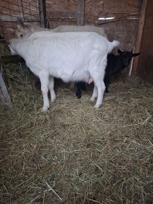 Vand capre saanen bune de lapte