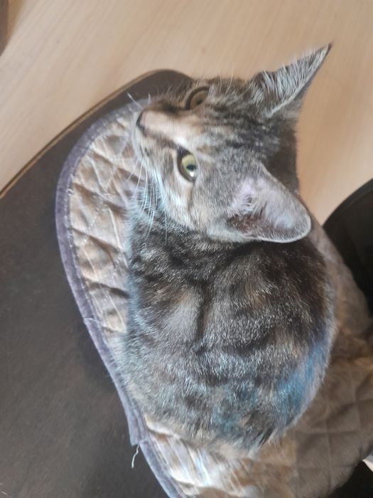 Отдам котят бесплатно