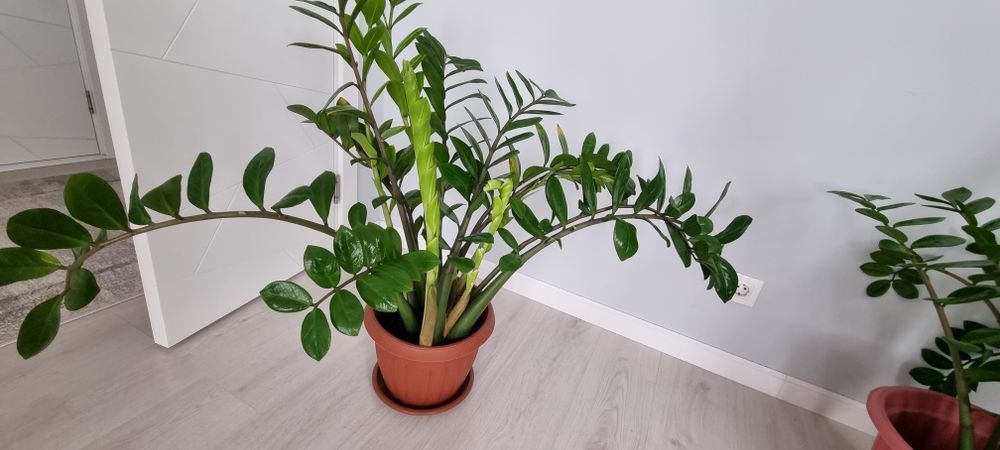 Замиокулькас (долларовое дерево)