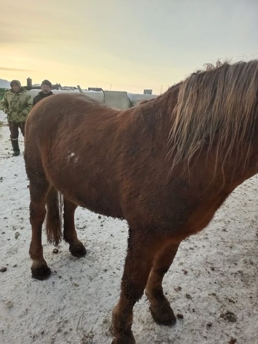 Лошадь (Жеребец)