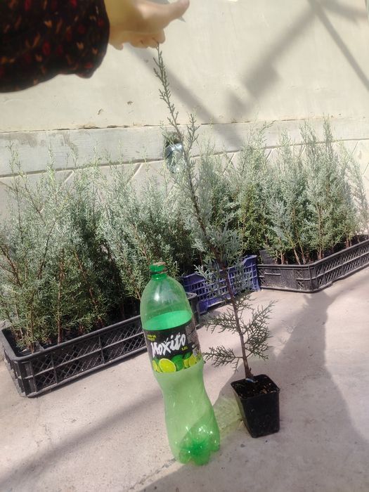 Archa " Arizoniskiy kiparis"