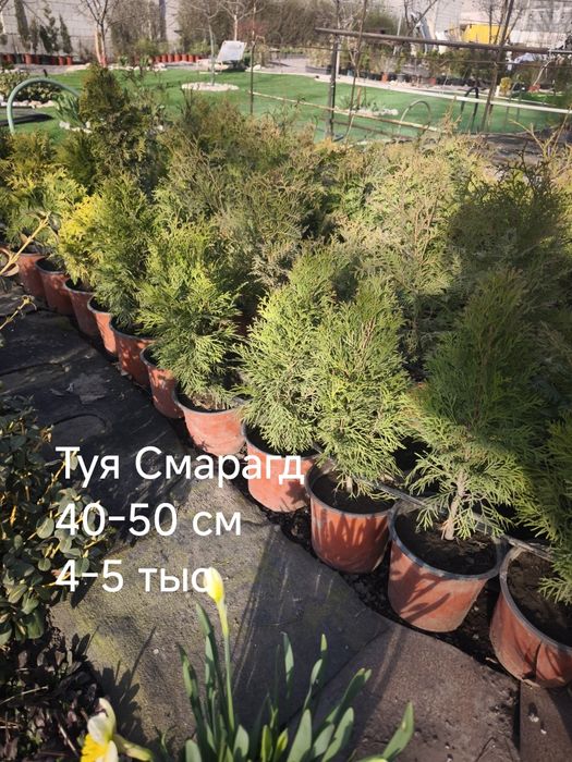 Цветы, кустарники и хвойные