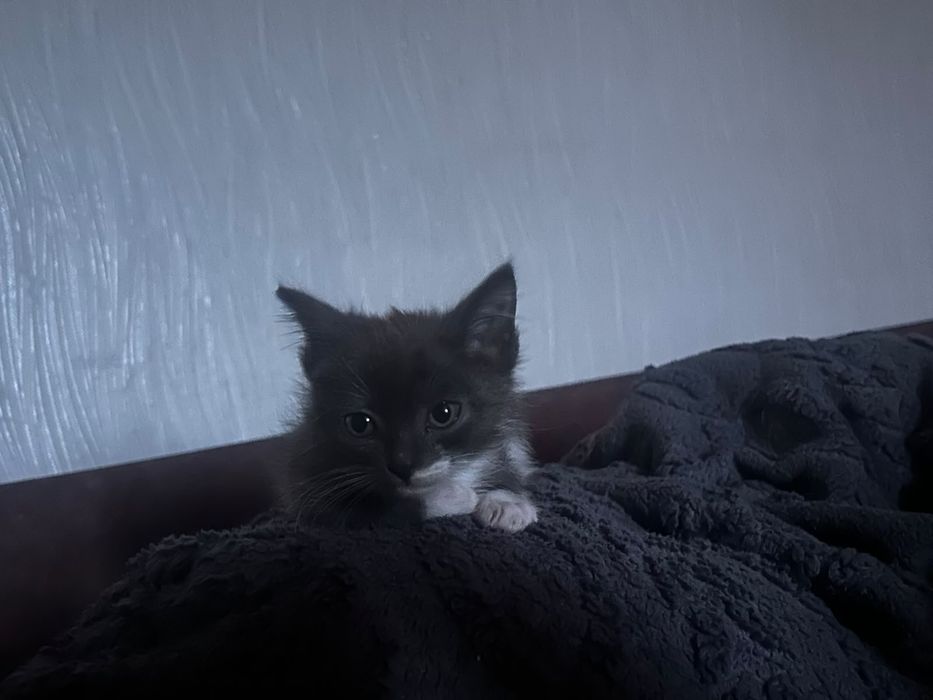 Ищем срочно дом котенку