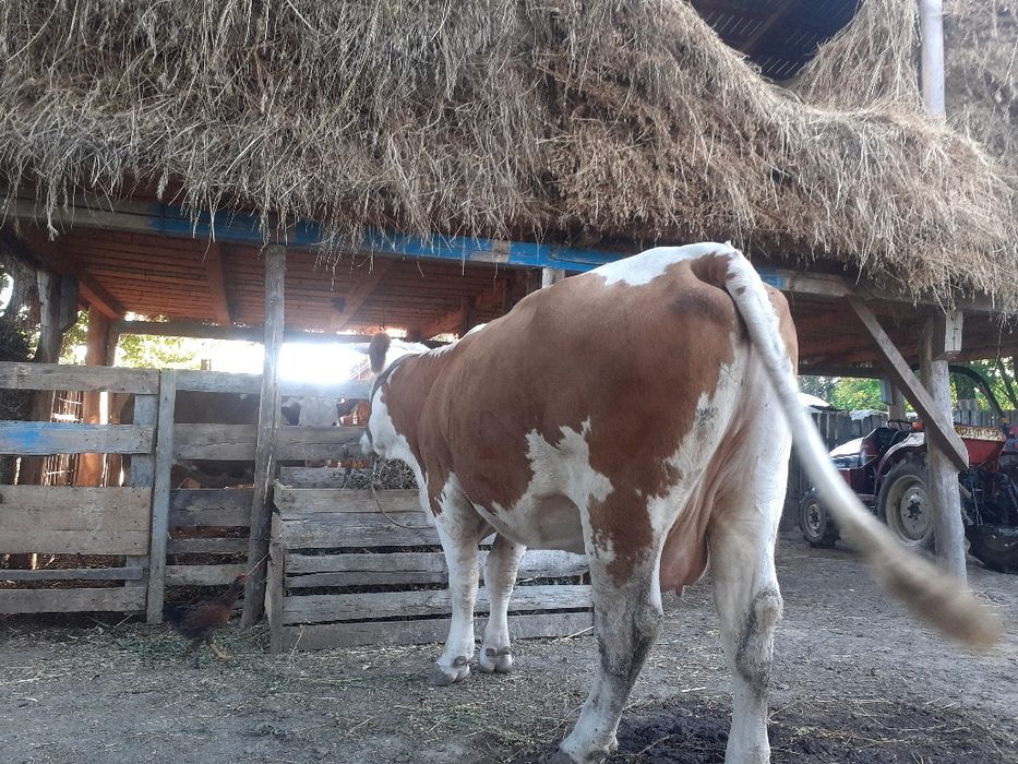 Vând vaca bălțată romaneasca
