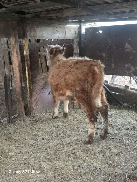 Продам бычка 11мес