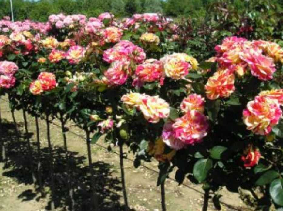 Trandafiri parfumati,pomisor,urcatori-50+25 gratis